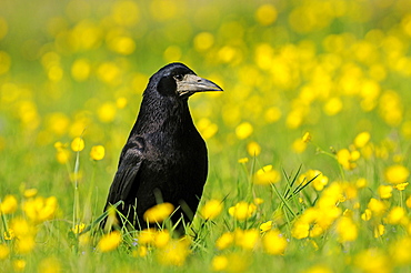 Rook (Corvus frugilegus) standing on the ground amongst buttercups, Oxfordshire, UK