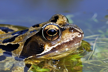 Common Frog (Rana temporaria) resting at water surface, close-up of head and eye, Oxfordshire, UK