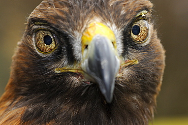 Golden eagle (aquila chrysaetos) portrait, scotland, captive