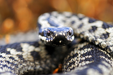 Adder (vipera berus) close-up, peak district, uk