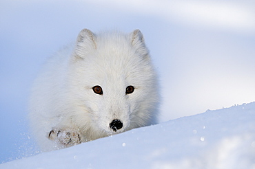 Arctic fox (alopex lagopus) walking in snow, norway captive  