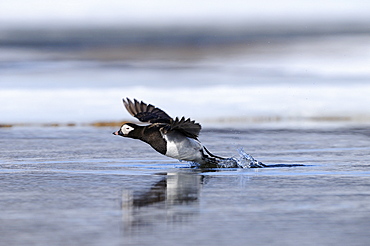 Long-tailed duck (clangual hyernalis) adult male in summer breeding plumage, taking off from water, varanger, norway  