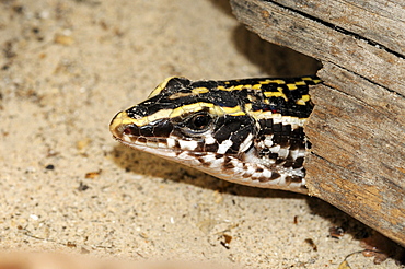 Four-striped plated lizard (zonosaurus kerstenii) close-up of head, captive, native to madagascar