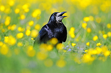 Rook (corvus frugilegus) eating seed, in field of buttercups, oxfordshire, uk  