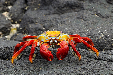 Sally lightfoot crab (grapsus grapsus) on black lava rock, galapagos islands, ecuador  