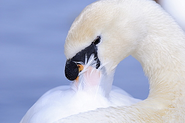 Mute swan (cygnus olor) close-up, preening, oxfordshire, uk  