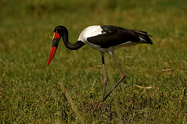 Female saddle-billed stork. Ephippiorhynchus senegalensis. Botswana