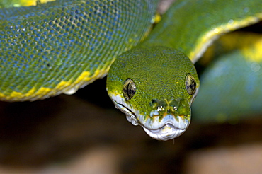 Green tree python (morelia viridis) native of papua new guinea, australia and indonesia (captive bristol zoo).