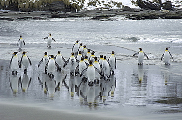 King penguins (aptenodytes patagonicus) st andrews bay, south georgia, group on beach, just emerged from the sea