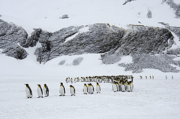 King penguins (aptenodytes patagonicus) right whale bay, south georgia, large group in snowy landscape