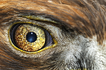 Golden eagle (aquila chrysaetos) close-up of eye, scotland, captive