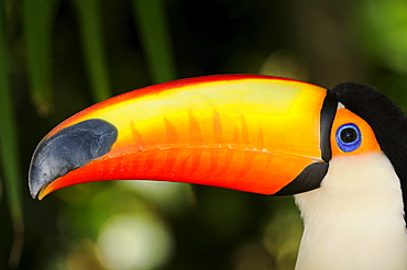 Toco toucan (ramphastos toco) close,up showing head and beak, captive, brazil.