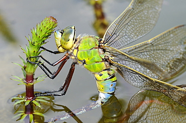 Emperor dragonfly (anax impertor) female laying eggs in aquatic vegetation, oxfordshire, uk  