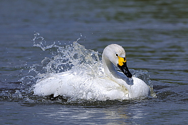 Bewick's swan (cygnus columbianus) on water, washing, slimbridge, uk  