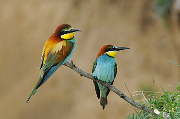 European Bee-eater (Merops apiaster) pair perched on twig, Bulgaria