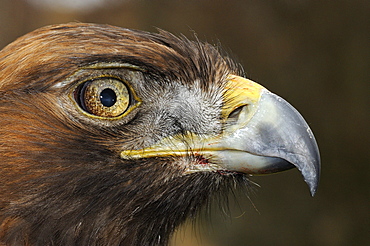 Golden eagle (aquila chrysaetos) close-up of face, scotland, captive