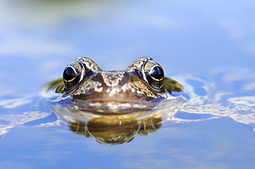 Common Frog (Rana temporaria) resting at water surface, view of eyes and mouth, Oxfordshire, UK