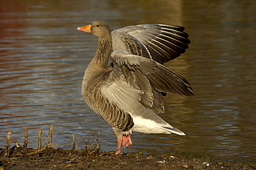 Greylag goose. Anser anser. Stretching wings, uk