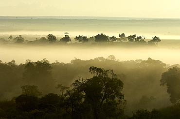 Misty masaii mara sunrise, kenya