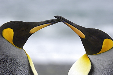 King penguins (aptenodytes patagonicus) st andrews bay, south georgia, two birds beak to beak