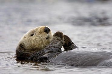 Not for sale in france for postcards between september 2010 to august 2013. Sea otter (enhydra lutris), monterey, usa, resting on back in water, close, up.