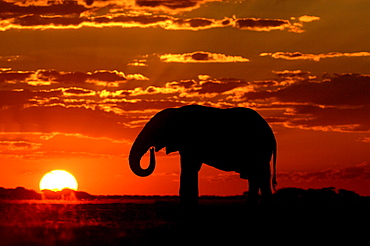 African elephants. Loxodonta africana. Drinking at sunset. Nxai pan, botswana