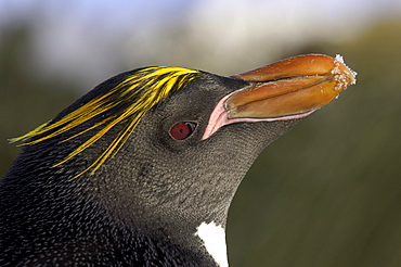 Macaroni penguin (eudyptes chrysolophus) cooper bay, south georgia, close-up of head, portrait.