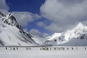 King penguins (aptenodytes patagonicus) right whale bay, south georgia, in snowy landscape