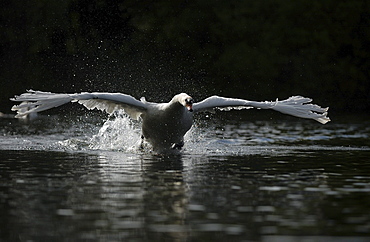 Mute swan (cygnus olor) charging across water, oxfordshire, uk