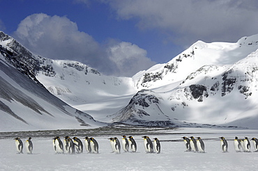 King penguins (aptenodytes patagonicus) right whale bay, south georgia, in snowy landscape