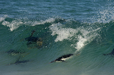 Gentoo penguin (pygoscelis papua) new island, falkland islands, underwater, swimming through waves.