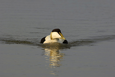 Eider duck (somateria molissima), northumberland, uk, drake swimming