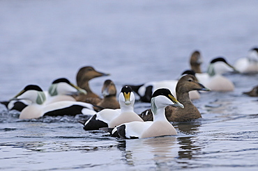 Eider (somateria mollissima) group of males and females swimming together on water, norway  