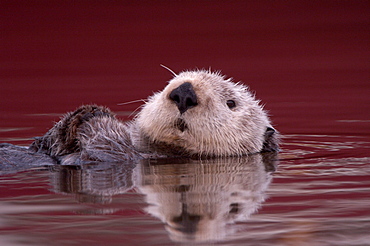 Sea otter (enhydra lutris), monterey, usa, resting on back in water, close, up