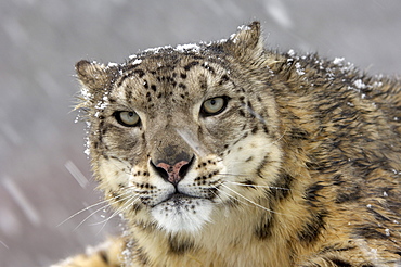 Portrait of a snow leopard (panthera uncia), snowing, captive