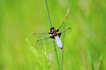 Broad-bodied chaser dragonfly (libellula depressa) male at rest on reed stem, oxfordshire, uk