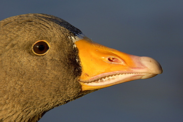 Greylag goose. Anser anser. Close-up of and, uk