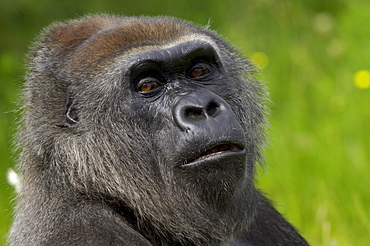 Western lowland gorilla (gorilla gorilla gorilla) native to western and central africa (captive bristol zoo)