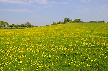 Field of common dandelion flowers (taraxacum officinale) oxfordshire, uk  