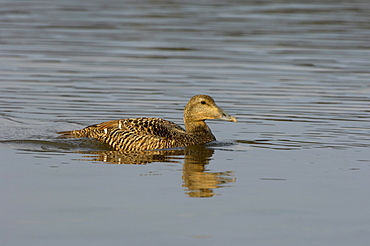 Eider duck (somateria molissima), northumberland, uk, female swimming.