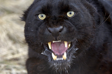 Black leopard (panthera pardus) snarling, close, up. captive.