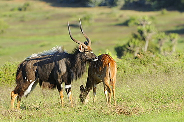 Nyala (tragelaphus angasi) male and female together, male in courtship display, eastern cape, south africa