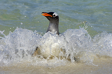 Gentoo penguin (pygoscelis papua) new island, falkland islands, splashing through the surf.