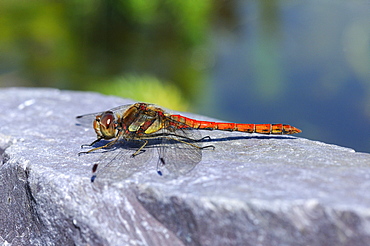 Common Darter Dragonfly (Sympetrum striolatum) resting on rock by water, Oxfordshire, UK