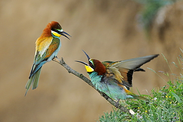 European Bee-eater (Merops apiaster) pair perched on twig squabbling, Bulgaria