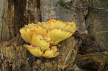 Chicken of the woods or sulphur shelf fungus (polyporus sulphureus) oxfordshire, uk  