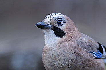 Jay (garrulus glandarius) portrait, bulgaria  