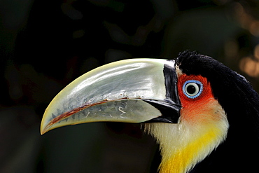 Red,breasted toucan (ramphastos dicolorus) close,up showing head and beak, captive, brazil.