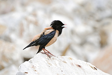 Rose-coloured Starling (Sturnus roseus) male perched on rock calling, Bulgaria