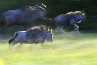 Brindled gnu or wildebeast (connochaetes taurinus) running, abstract blurred image, eastern cape, south africa